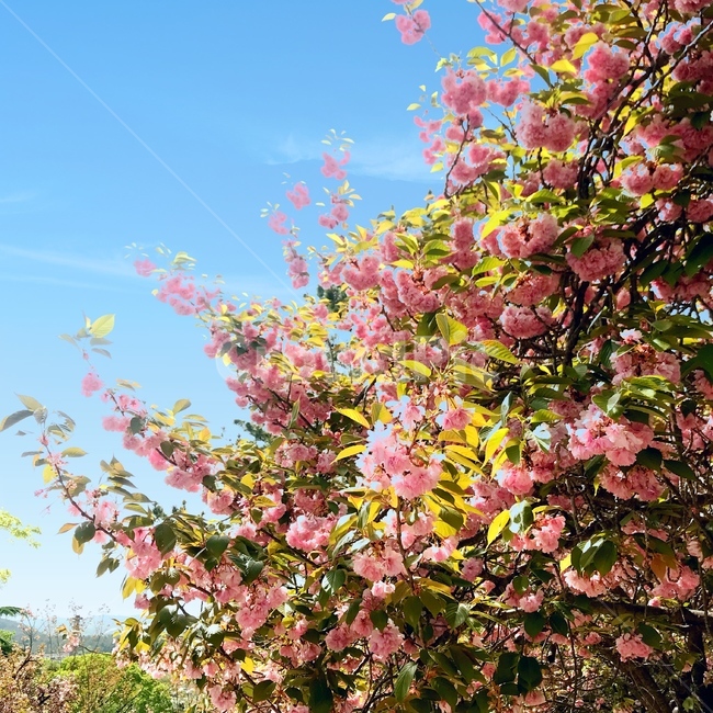 꽃,겹벚꽃,봄,경주,벚꽃,봄,계절,spring,season,식물,자연,plants,nature,꽃,flower,plant