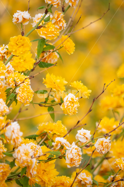 하늘공원,꽃,봄,풍경,자연,식물,자연,plants,nature,꽃,flower