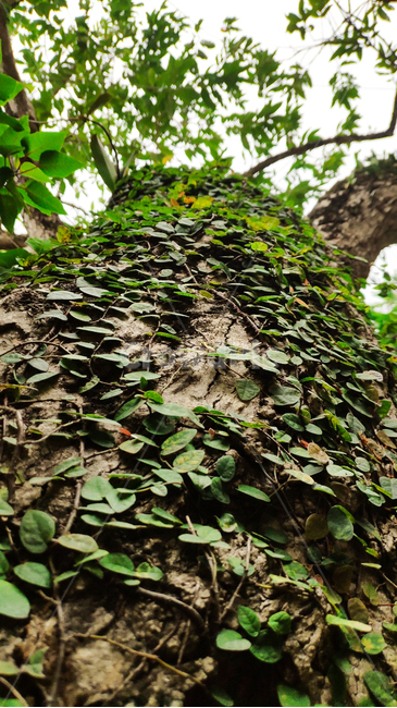 plant,식물,나무,tree,나뭇잎,나무껍질,잎,자연