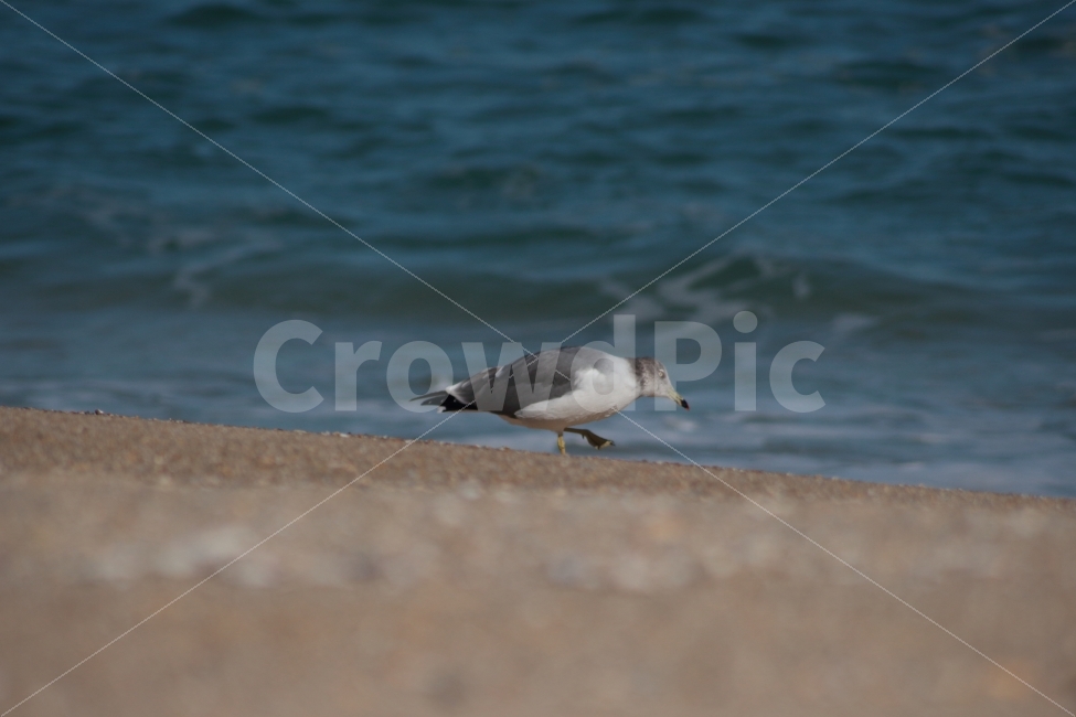 갈매기,새,동물,조류,바다,gull,바닷가,모래사장,해변가,해변,sea,해변,바다,beach,sea,동물,animal,조류,새,birds