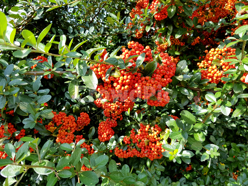 꽃,피라칸다,조경수,붉은열매,가을,식물,풀,나무,plant,tree,leaf,잎,식물,자연,plants,nature