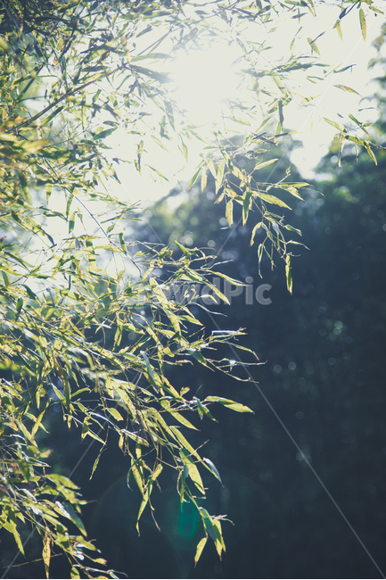잎,leaf,plant,식물,sunset