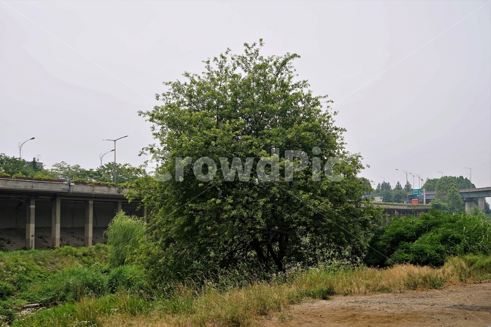 나무,기둥,하천,식물,자연,도로,인공,tree,summer,leaves,plant,도시,풍경,city,landscape,nature,outdoors,옥외,building,건물
