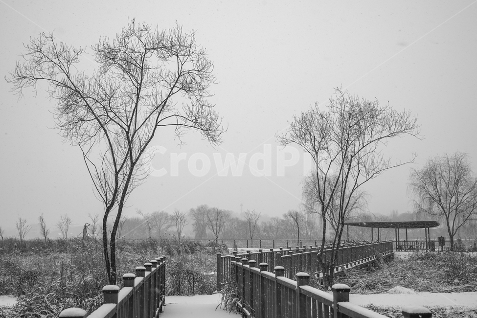 겨울,눈,흰눈,설경,풍경,나무,계절,호수공원,railing,난간,handrail,banister