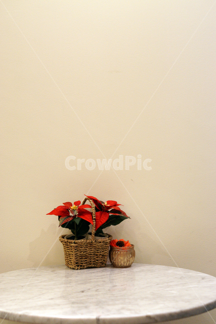 플라워카페,꽃바구니,꽃,포인세티아,poinsettia,flower,빨간꽃,인테리어,실내디자인,interior design