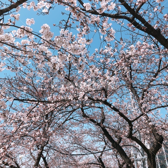 봄꽃,벚꽃,꽃,봄,하늘