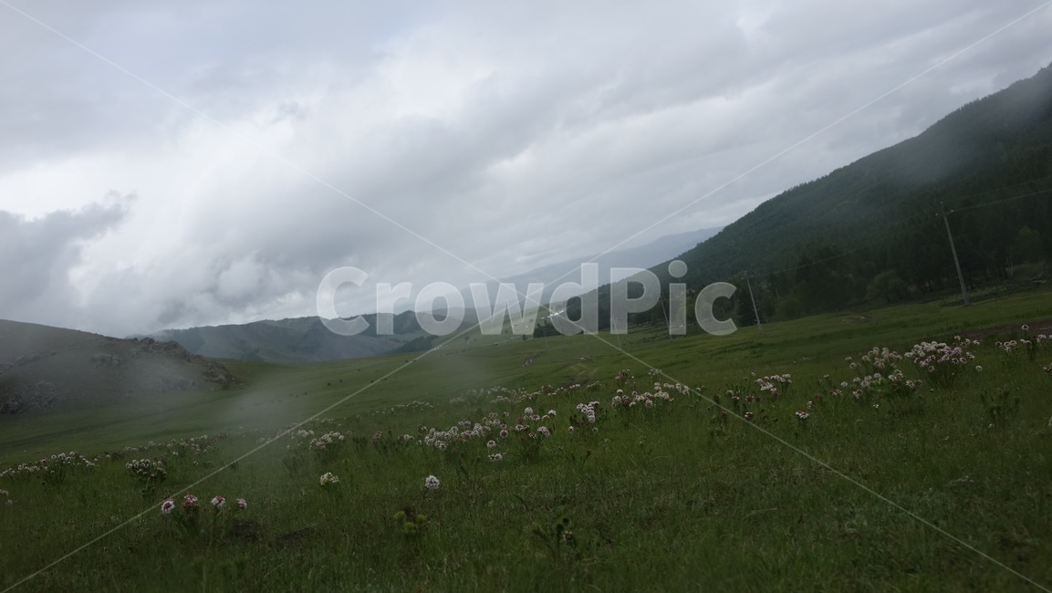 자연,풀밭,들판,nature,grass,field,green,초록,hill,언덕,안개,fog
