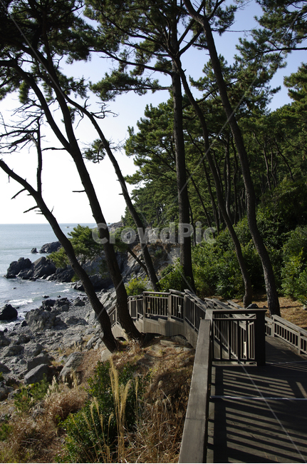 바다,섬,바위,나무,하늘,자연,풍경,nature,landscape,promontory,곶,outdoors,옥외