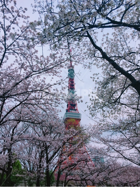 도쿄타워,벚꽃,봄,일본,sakura,도쿄,관광지,꽃