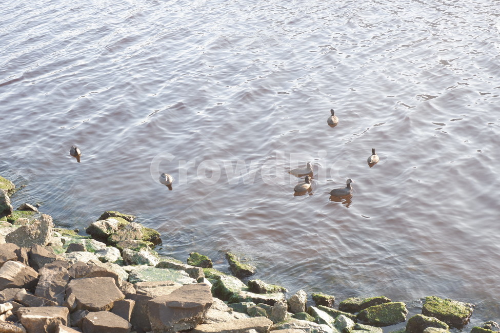 animal,동물,water,물,오리,강물,흐르다,여유로움,동물,animal,조류,새,birds