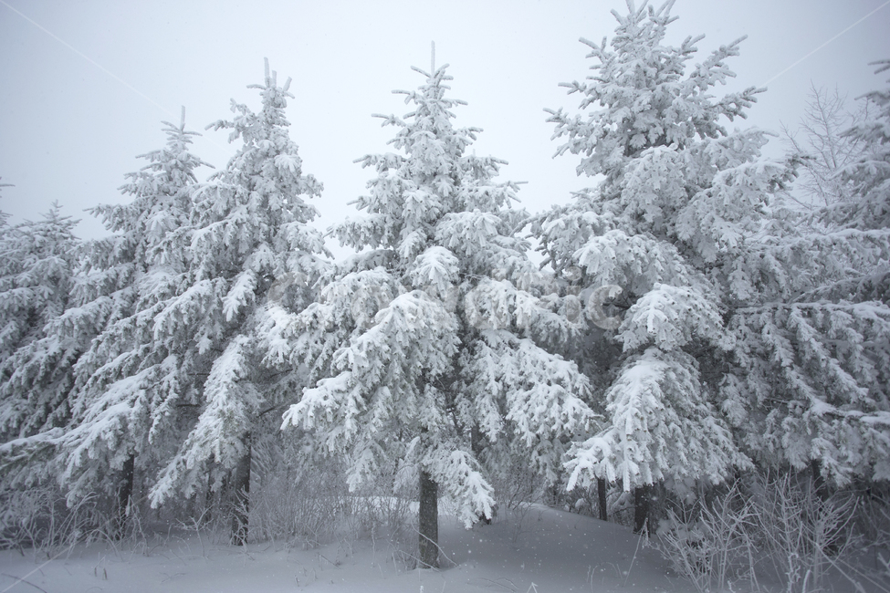 nature,자연,snow,눈,겨울,겨울,계절,winter,season,자연,풍경,nature,landscape