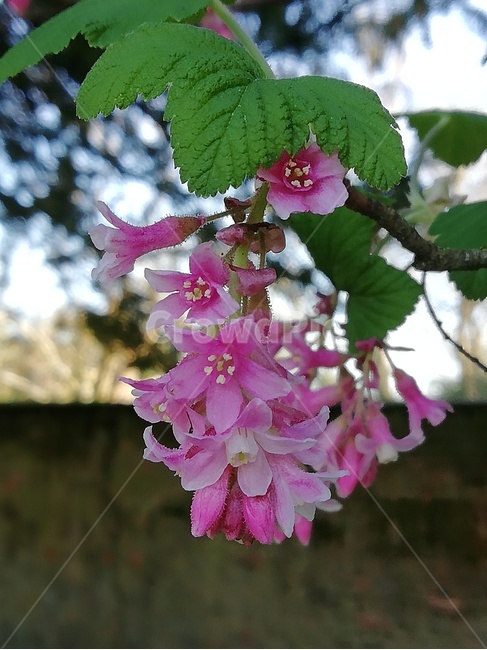 plant,식물,분홍꽃,분홍,꽃,봄,pink,flower,spring