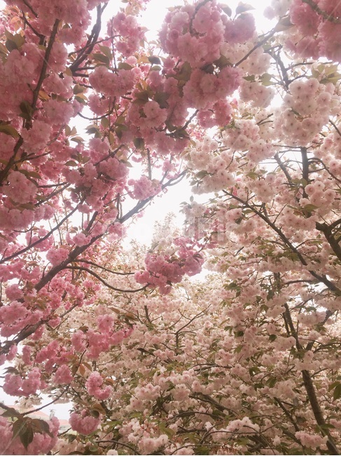 벚꽃,벚꽃샤워,꽃밭,꽃천지,나무,봄,배경,봄,계절,spring,season,식물,자연,plants,nature,꽃,flower,plant,blossom