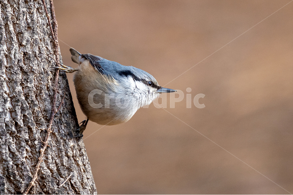 조류,새,동고비,참새목,자연,동물,animal,조류,새,birds