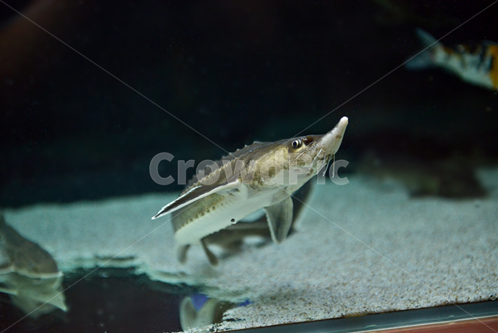 freshwater shark,ancient language,sturgeon,Cretaceous,fresh water,freshwater fish,ornamental fish,aquarium