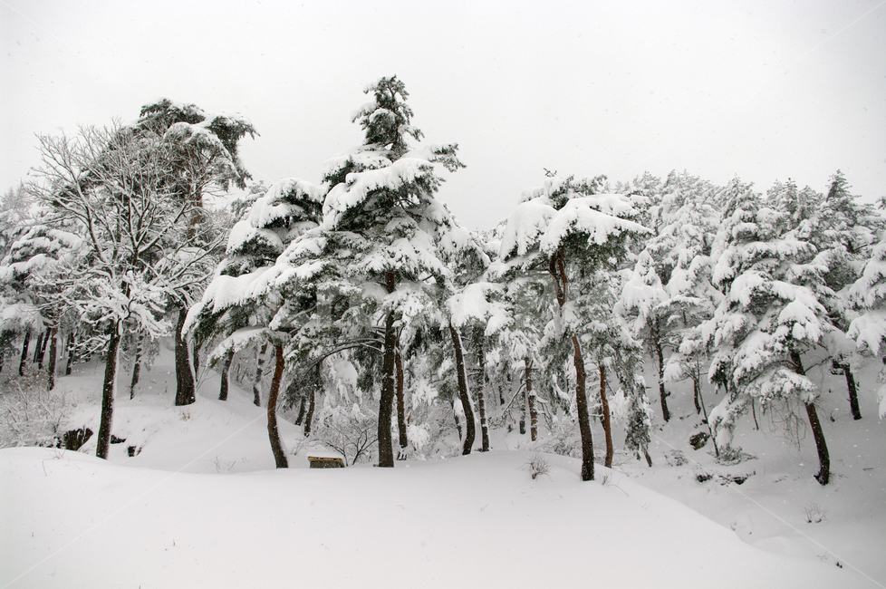 겨울,눈,설경,풍경,나무,겨울,계절,winter,season