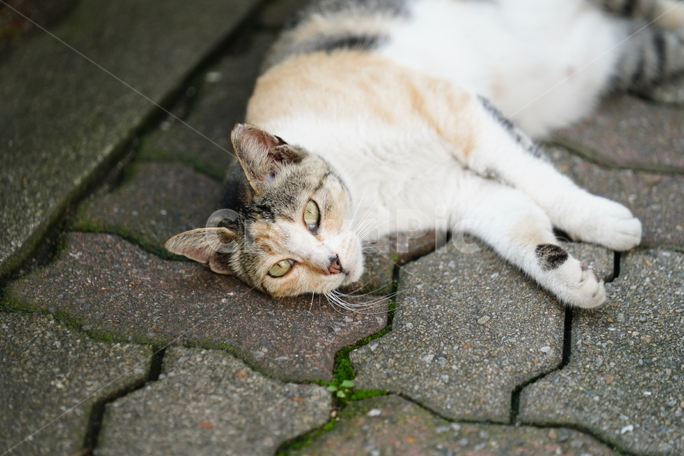 cat,고양이,동물,생물,생명,포유류,거리,animal,동물,animal,포유류,mammal,고양이,cat,kitten,kitty