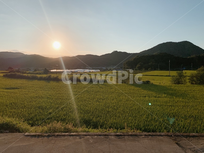 field,자연,벼,노을,시골,자연,풍경,nature,landscape,light,빛,flare,플레어,들