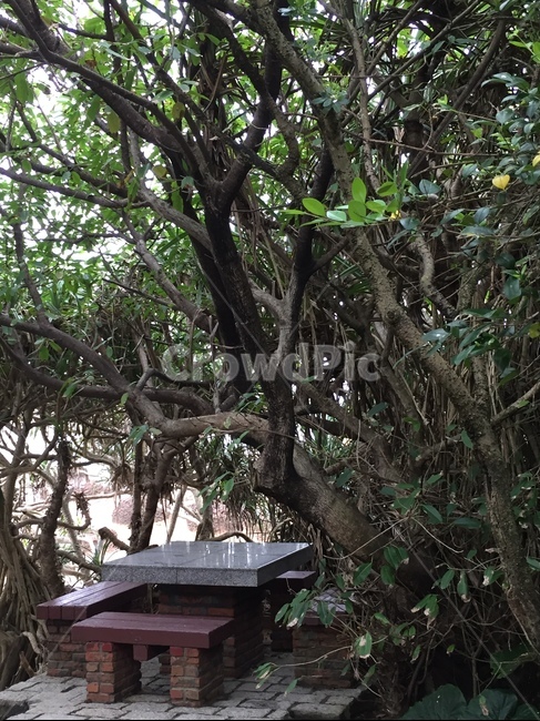 나무,tree,쉼,사색,휴식,자연,풍경,nature,landscape,outdoors,옥외,garden,정원