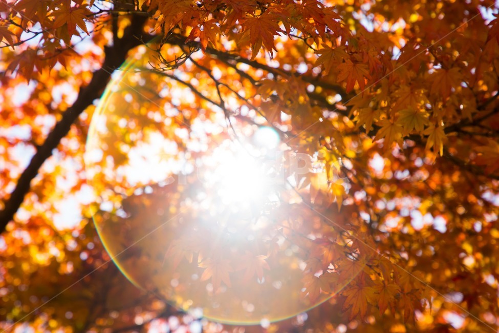 가을,단풍,풍경,단풍잎,빨간단풍,감성,fall,maple,autumn,season