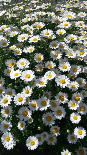 구절초,꽃,자연,감성,flower
