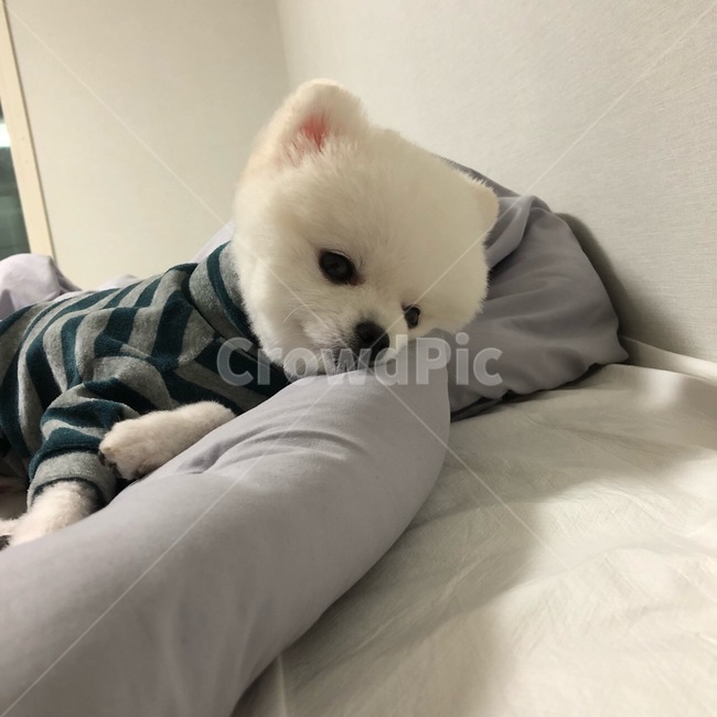포메라니안,포메,강아지,dog,화이트포메라니안,화이트포메