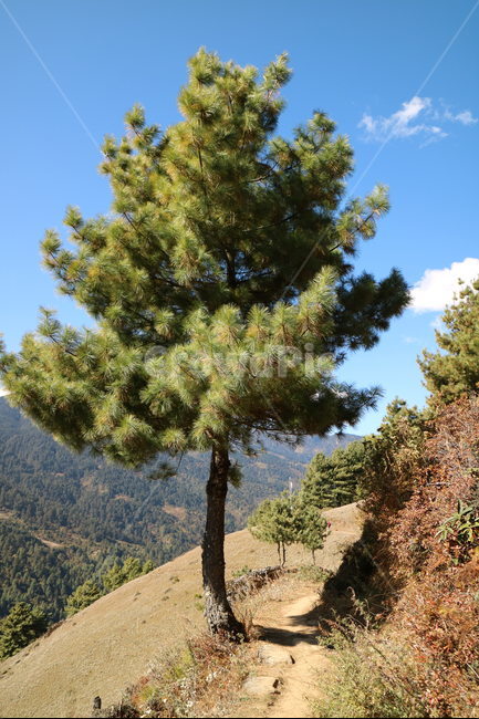 소나무,전나무,파인트리,Pinetree,Mountain,시골길,산들바람,Breeze,식물,나무,감성사진,자연풍경,가을,식물,자연,plants,nature,나무,trees,wood