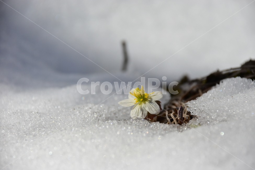 모데미풀,야생화,봄,눈,설중,꽃,풀꽃,자연,식물,식생,감성,힐링,plants,nature,spring,season,flower,emotion,feeling,흰색,초본,너도바람꽃속