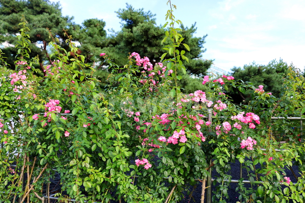 장미,장미꽃,꽃,식물,자연,분홍색장미,식물,자연,plants,nature,꽃,flower
