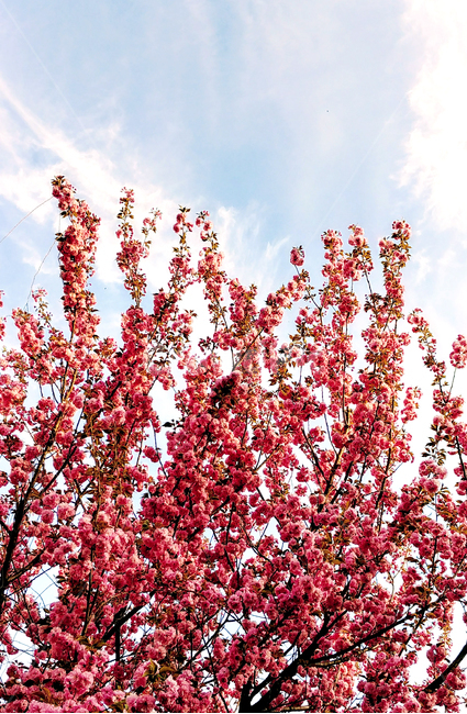 하늘,구름,카네이션,벚꽃,나무,가지,flower,sky,cloud,붉은꽃,붉은색,봄,계절,spring,season,식물,자연,plants,nature,꽃,flower,plant,blossom