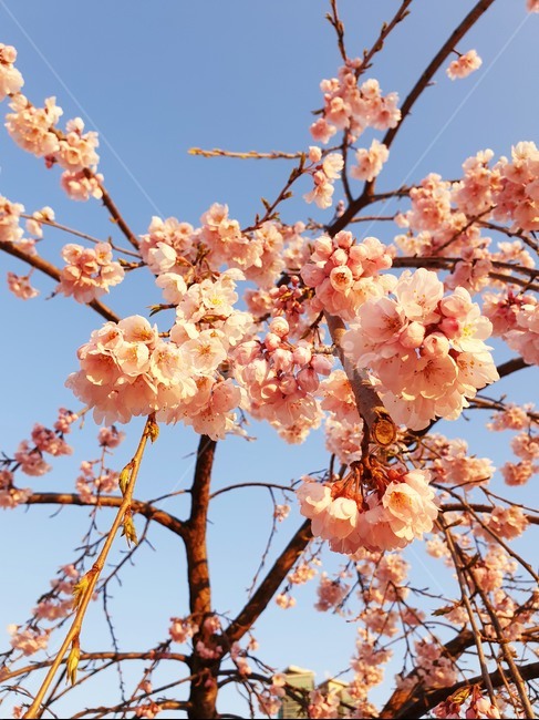 보라매공원,수양벚꽃,벚꽃,꽃구경,맑은날씨,봄,계절,spring,season,식물,자연,plants,nature,꽃,flower,plant,blossom