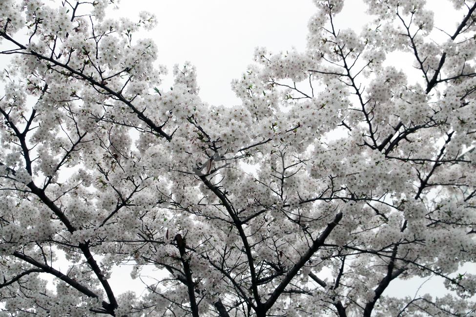 봄,계절,꽃,spring,season,flower,봄,계절,spring,season,식물,자연,plants,nature,꽃,flower,plant,blossom