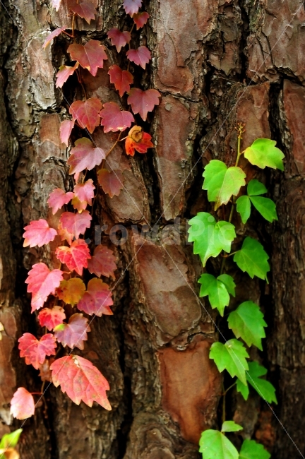 공존,계절,두가지,단풍,넝쿨,가을,계절,fall,autumn,season,식물,자연,plants,nature,leaf,잎,plant,tree,나무