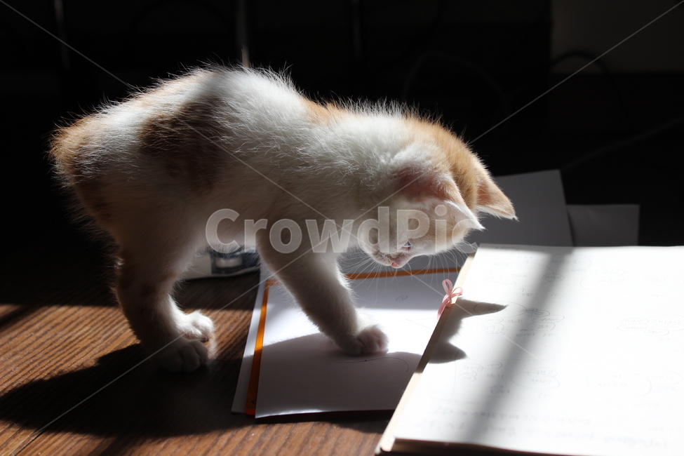 cat,고양이,animal,동물,pet,애완동물,아기고양이,동물,animal,포유류,mammal,고양이,cat,kitten,kitty