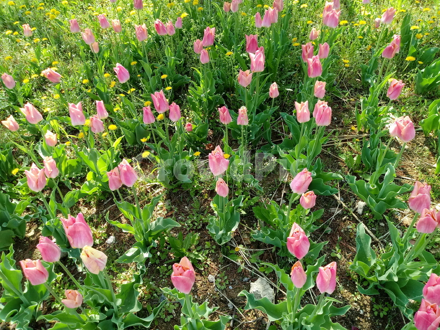 tulip,백합과,구근초,여러해살이화초,꽃,튤립,봄,식물,자연,springseasonflower