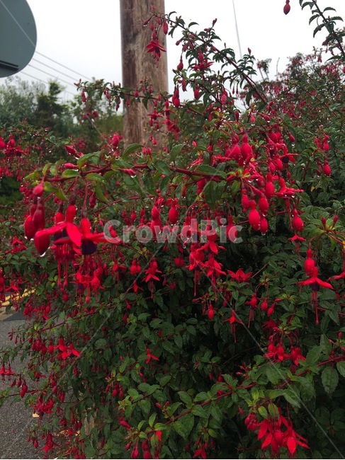 꽃,식물,붉은꽃,빨간꽃,들꽃,wildflower,flower,plant,blossom