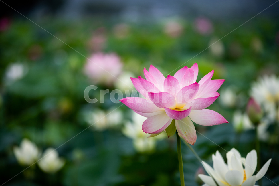연꽃,여름,연잎,자연,풍경,꽃,flower