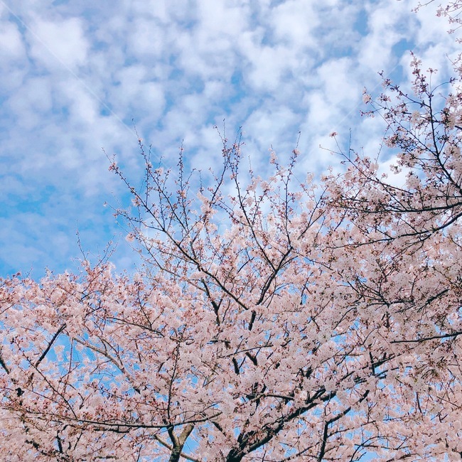 벚꽃,봄,하늘,풍경,나무,봄,계절,spring,season,자연,풍경,nature,landscape,plant,식물,flower,꽃,blossom