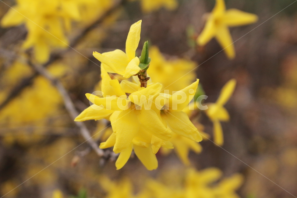 꽃,봄,개나리,개나리꽃,4월,식물,공원,봄,계절,spring,season,식물,자연,plants,nature,꽃,flower,plant,blossom,daffodil,수선화
