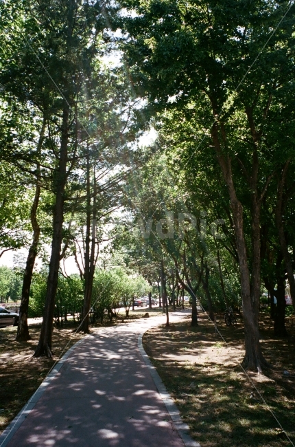 필름사진,필름,감성,산책,초록,film,green,길,나무,빛,햇살,light,walking,자연,풍경,nature,landscape,휴식,힐링,rest,relaxation,healing,path,통로,outdoors,옥외,tree,plant,식물