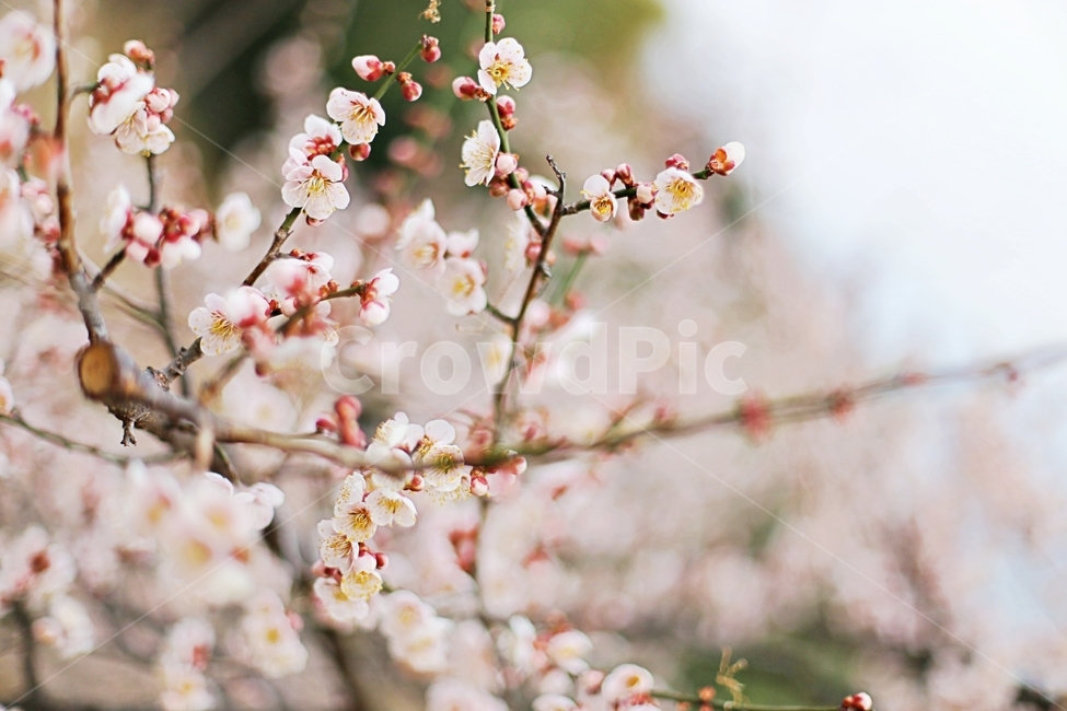 매화마을,매화꽃,매화,매화축제,하동,hadong,flower,꽃,봄,계절,spring,season,식물,자연,plants,nature,꽃,flower,plant