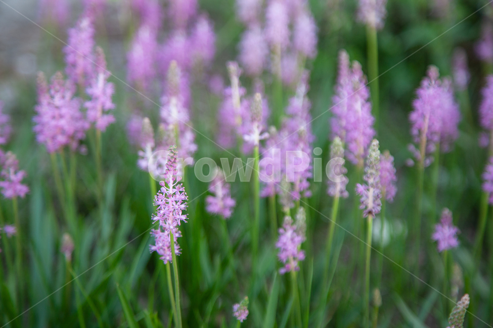 flowers,들꽃,꽃,식물,botanical,식물,자연,plants,nature,꽃,flower