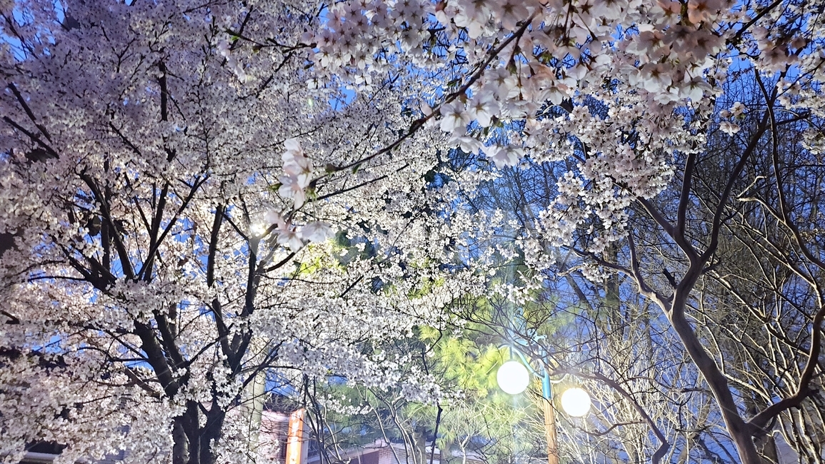 벚꽃,꽃,봄꽃,벚꽃나무,봄,spring,cherryblossom,flower,plant,식물,작물,tree,beautiful,조명,야간,풍경,봄,계절,spring,season,야경,밤,풍경,nightscape,night,landscape