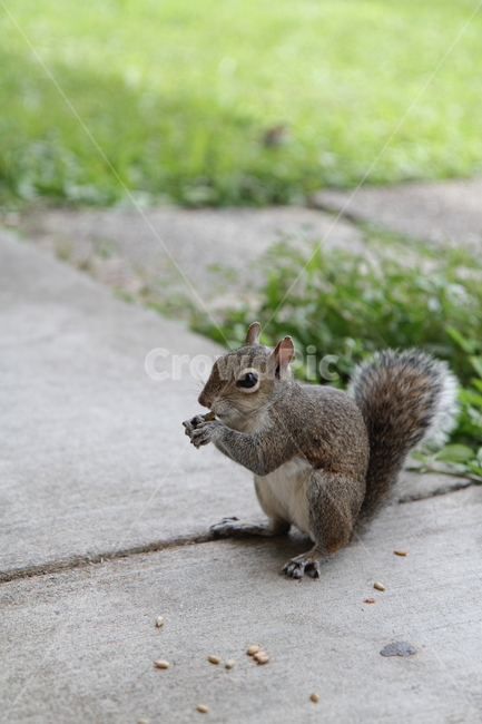다람쥐,동물,먹이,땅콩,squirrel