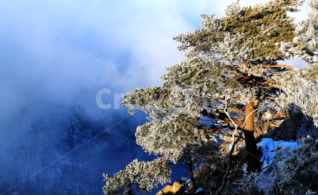 운무,가리산,산,소나무,나무,눈,겨울,계절,winter,season