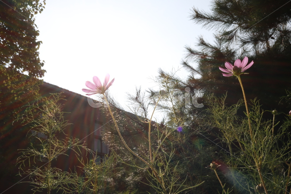 풍경,꽃,코스모스,정원,학교,가을,계절,fall,autumn,season,식물,자연,plants,nature,꽃,flower,plant,tree,나무