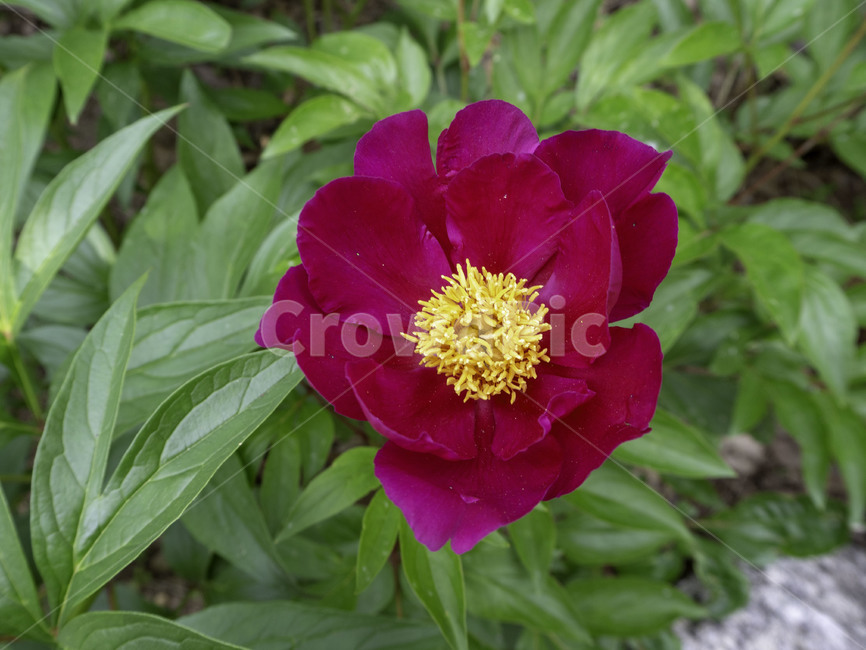 꽃,flowers,식물,plant,수목원,botanicalgarden,작약,paeonialactiflora,식물,자연,plants,nature,꽃,flower
