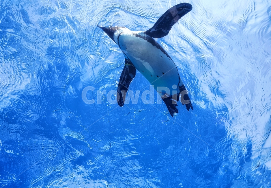 펭귄,바다,헤엄,수영,조류,동물,블루,파란색,수족관,아쿠아리움,aquarium,bird,penguin,blue,sky,동물,animal,조류,새,birds