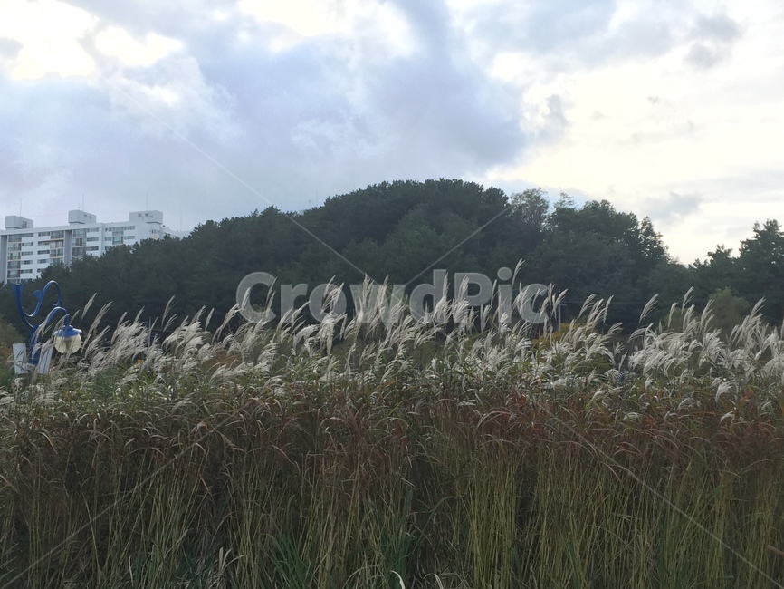 자연,하늘,억새,nature,silvergrass,가을,계절,fall,autumn,season,자연,풍경,nature,landscape,plant,식물,grass,잔디,lawn,reed,갈대