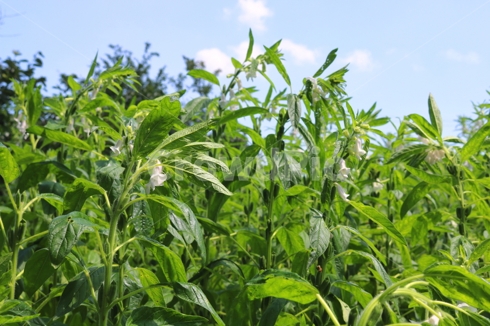 꽃,깨꽃,참깨꽃,식물,깨,참깨,식용작물,자연,호마,지마,향마,식물,자연,plants,nature